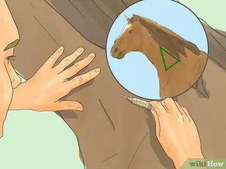 Image titled Hand Walk an Injured Horse Step 8