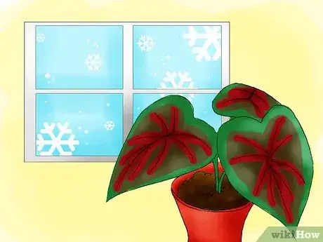 Image titled Grow Caladiums Step 08
