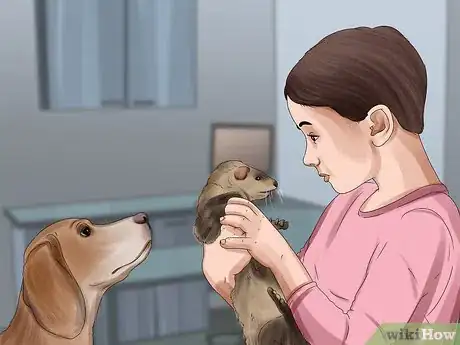 Image titled Care for a Ferret Step 15
