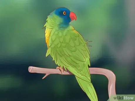 Image titled Treat Chlamydiosis in Lories and Lorikeets Step 2