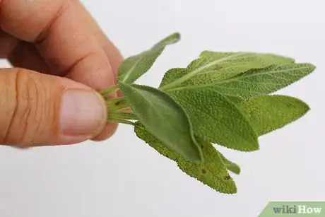 Image titled Dry Sage Step 6