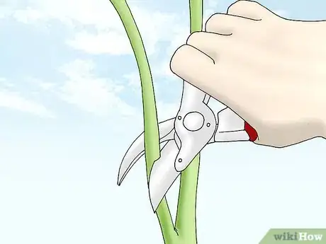 Image titled Grow Quince Step 11