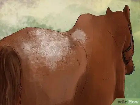 Image titled Treat Skin Disorders in Horses Step 1