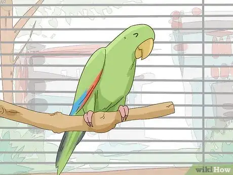 Image titled Set Up an Eclectus Habitat Step 6