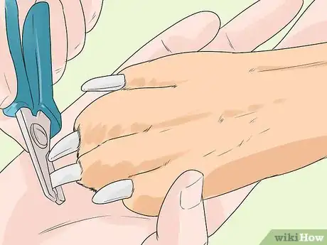 Image titled Groom a Greater Swiss Mountain Dog Step 17