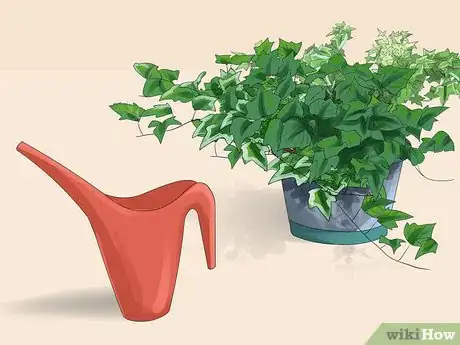 Image titled Grow Ivy Step 15