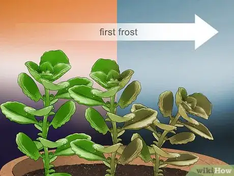 Image titled Grow Herbs in Pots Step 16