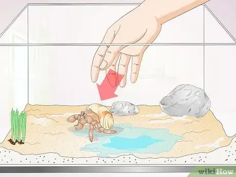 Image titled Hold a Hermit Crab Step 1