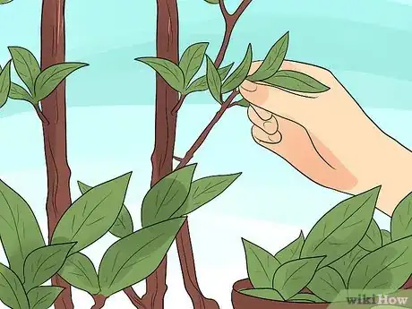Image titled Grow a Bay Tree Step 7