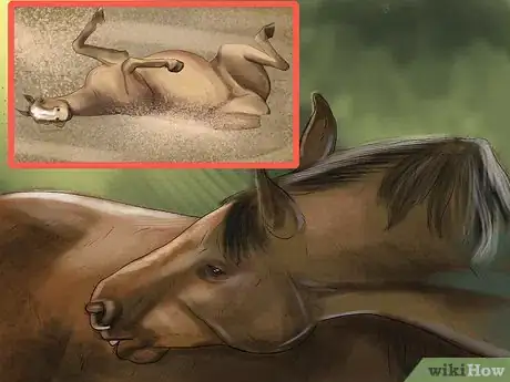 Image titled Treat External Horse Parasites Step 1