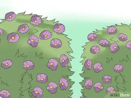 Image titled Grow Asters Step 18