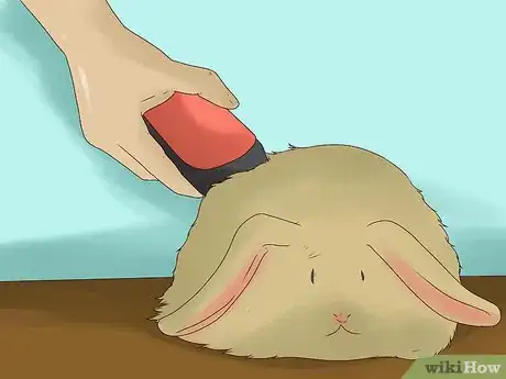 Image titled Groom an Angora Rabbit Step 1
