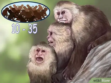 Image titled Quiet a Capuchin Monkey Step 3