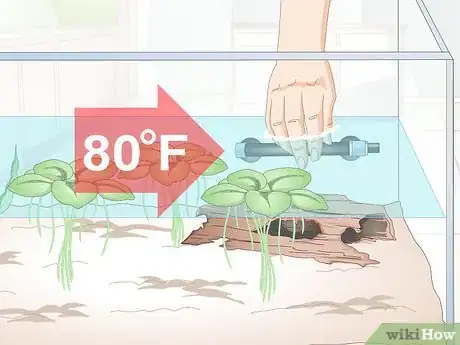 Image titled Breed Blue Gouramis Step 6