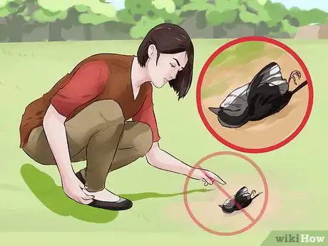 Image titled Prevent Bird Flu (Avian Influenza) Step 1