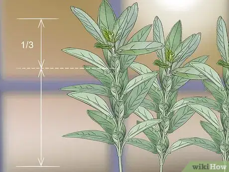 Image titled Grow Herbs in Pots Step 14