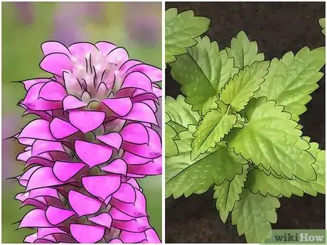 Image titled Control Mosquitoes Step 14