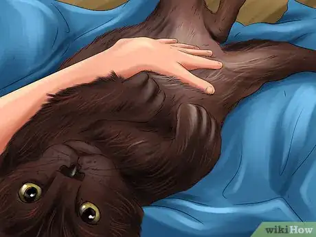 Image titled Act When Meeting a Strange Cat Step 11