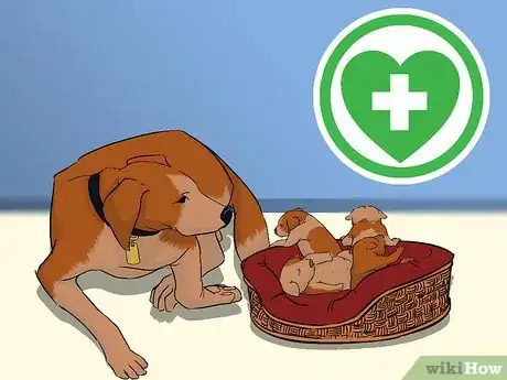 Image titled Add a Puppy to the Family Whilst Your Dog Is Pregnant Step 12