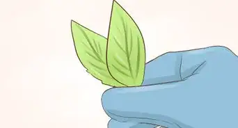 Grow Miniature Houseplants