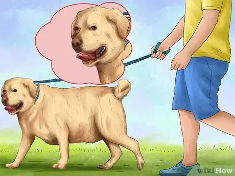 Image titled Treat Obesity in Labrador Retrievers Step 10