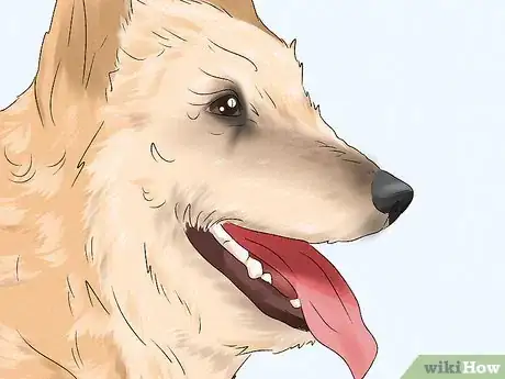 Image titled Identify a Belgian Laekenois Dog Step 10