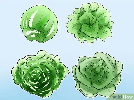 Image titled Grow Iceberg Lettuce Step 1