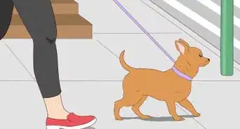 Prepare Your Dog for a Flight in Cabin