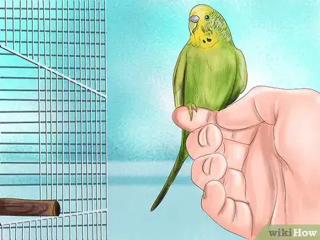 Image titled Prevent Infections in Parakeets Step 13