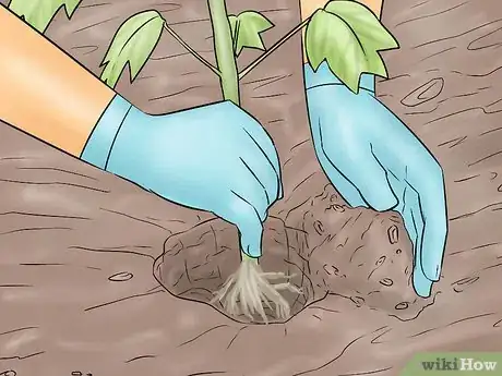 Image titled Plant a Tulip Poplar Tree Step 10