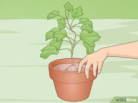 Image titled Grow Scuppernongs Step 5