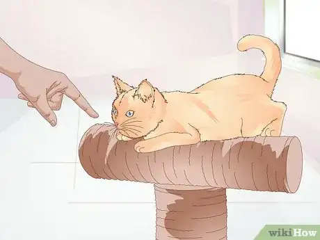 Image titled Keep a Cat Healthy Step 14