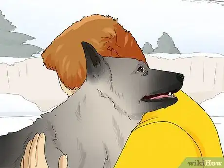 Image titled Identify a Norwegian Elkhound Step 15