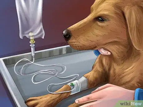 Image titled Treat Diarrhea and Constipation in Dogs and Cats Step 12