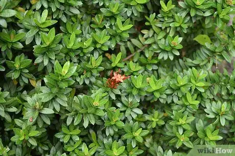 Image titled Grow Flowering Plants Through Stems Step 1