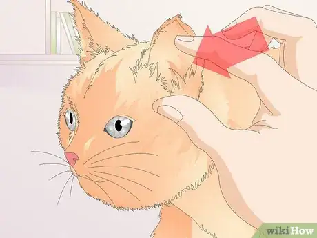 Image titled Keep a Cat Healthy Step 35