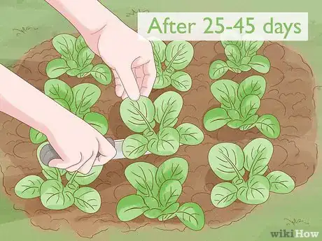 Image titled Grow Tatsoi Step 12