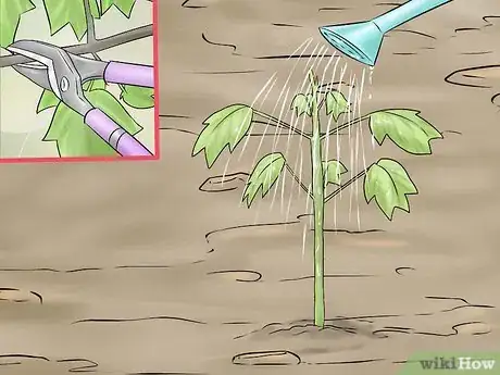 Image titled Plant a Tulip Poplar Tree Step 19