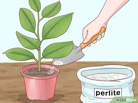 Image titled Grow a Rubber Tree Step 8