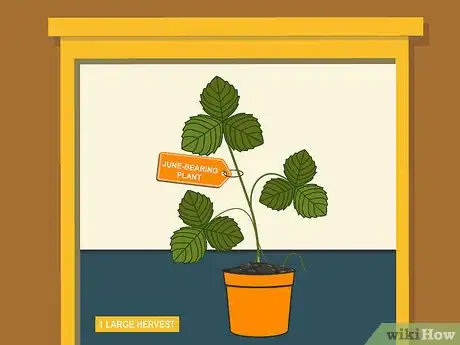 Image titled Grow Strawberries Step 02