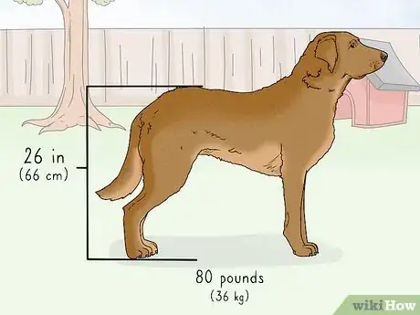 Image titled Identify a Chesapeake Bay Retriever Step 1