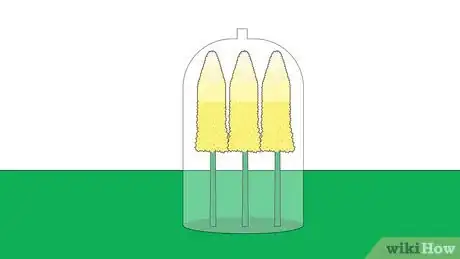 Image titled Plant Eremurus Step 13