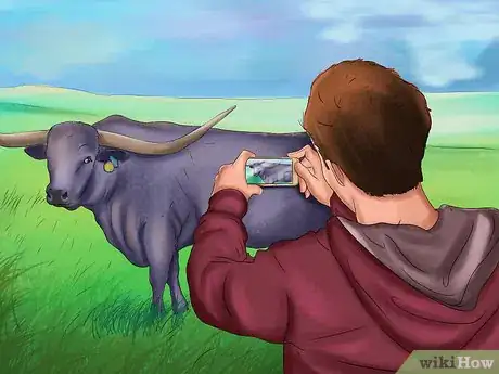 Image titled Identify Texas Longhorn Cattle Step 4