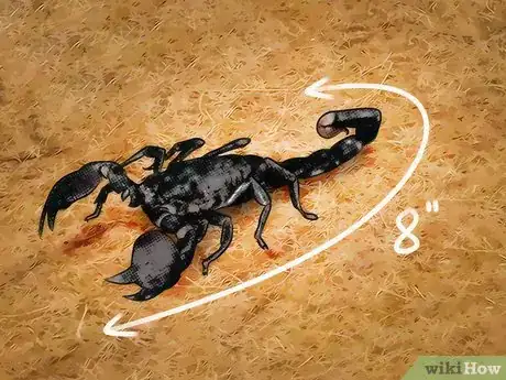 Image titled Identify an Emperor Scorpion Step 2