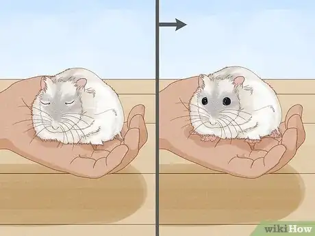 Image titled Carry a Hamster Step 3
