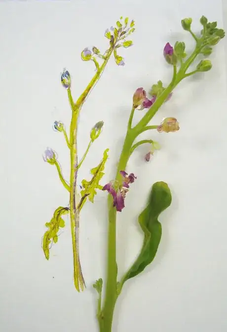 Image titled Mumbuds