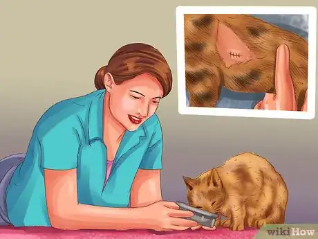 Image titled Treat Feline Intestinal Lymphoma Step 8