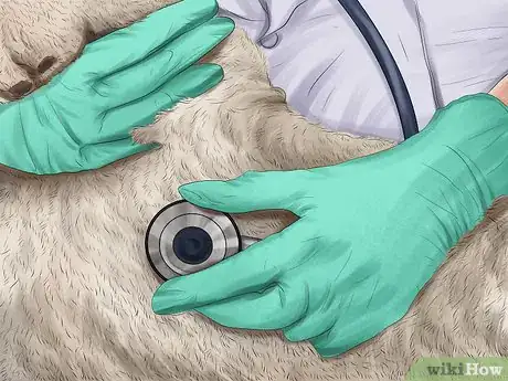 Image titled Care for an Australian Terrier Step 2