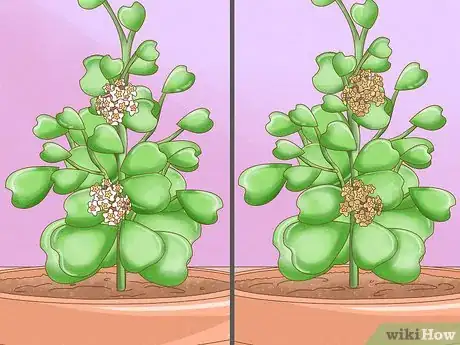 Image titled Get a Hoya Plant to Bloom Step 16