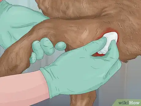 Image titled Treat a Dog for Rabies Step 2